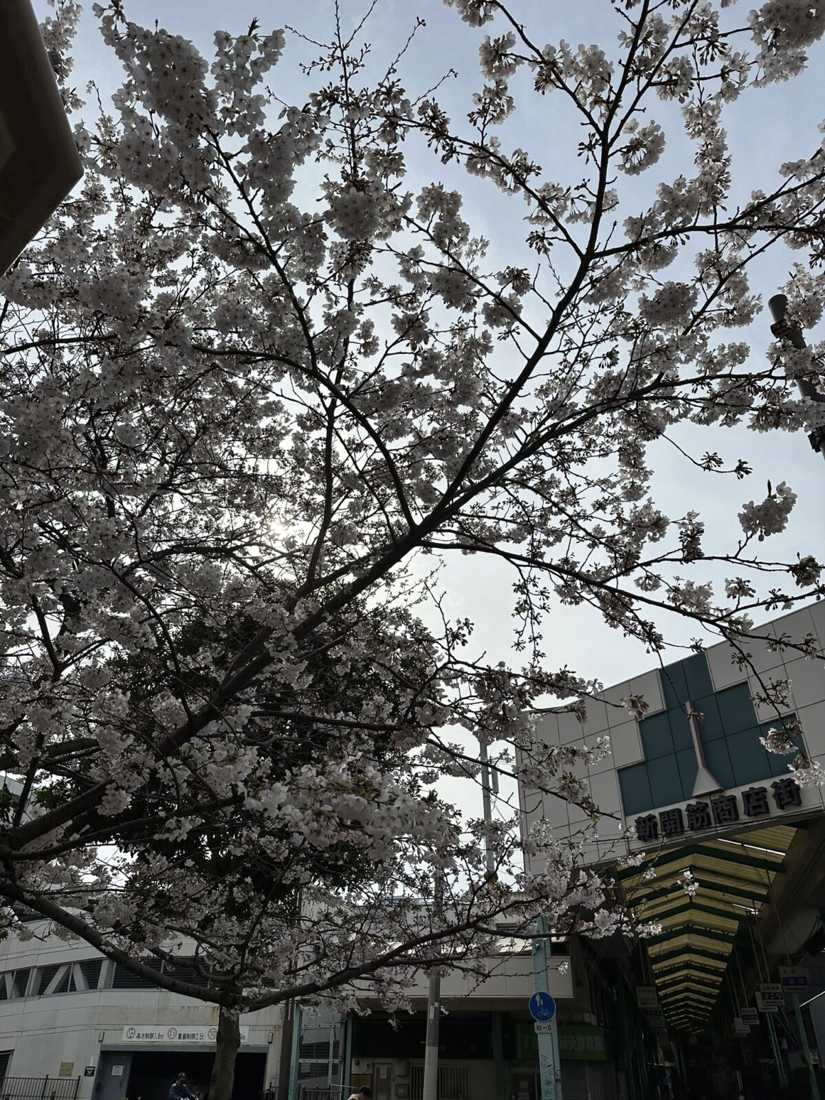 飛田新地付近にある5分咲きの桜